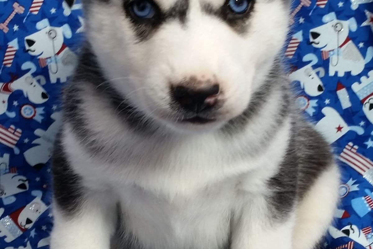Siberian Husky Puppies breeder image 25