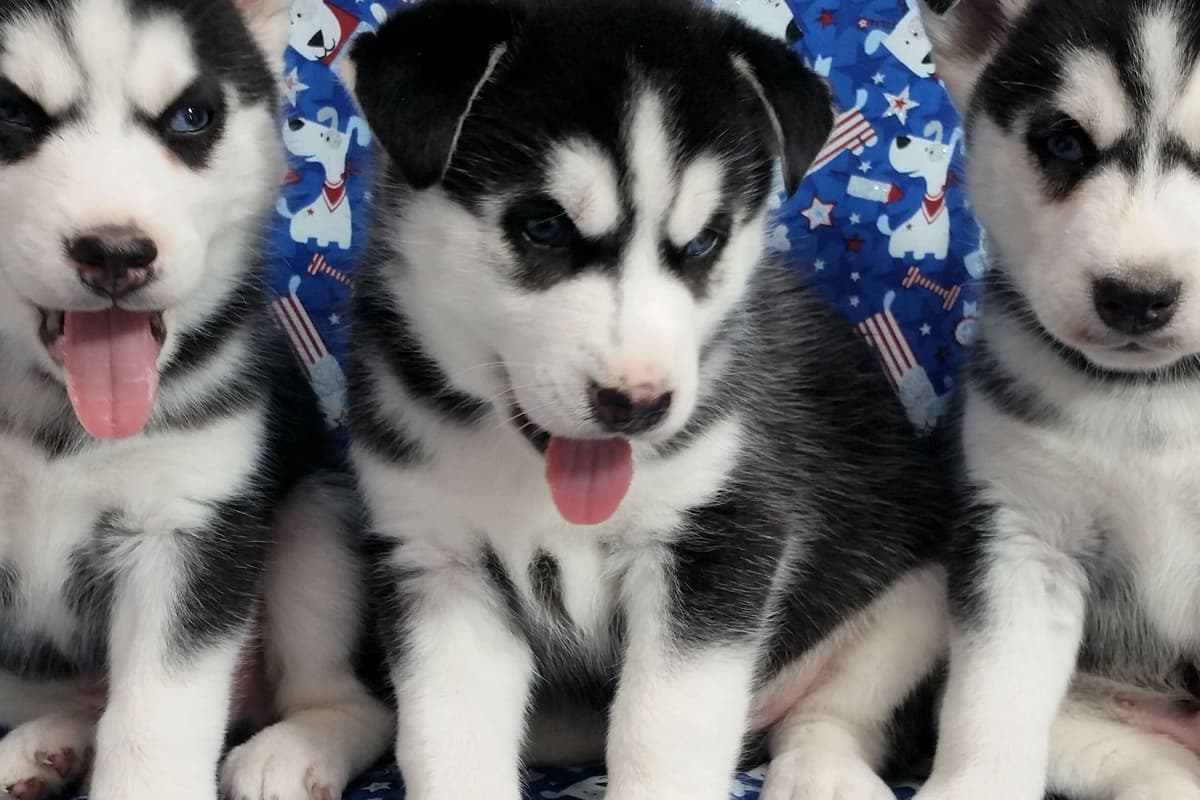 Siberian Husky Puppies breeder image 26