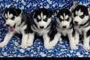 Siberian Husky Puppies breeder image 27