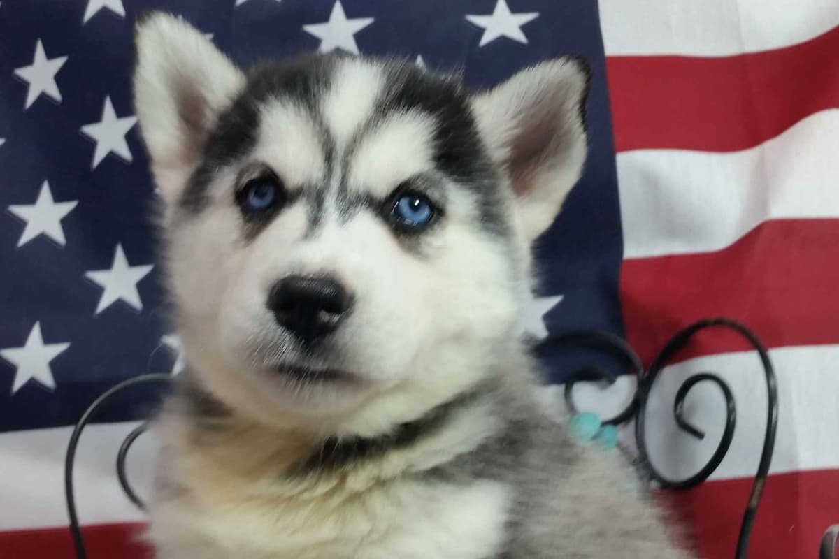 Siberian Husky Puppies breeder image 28