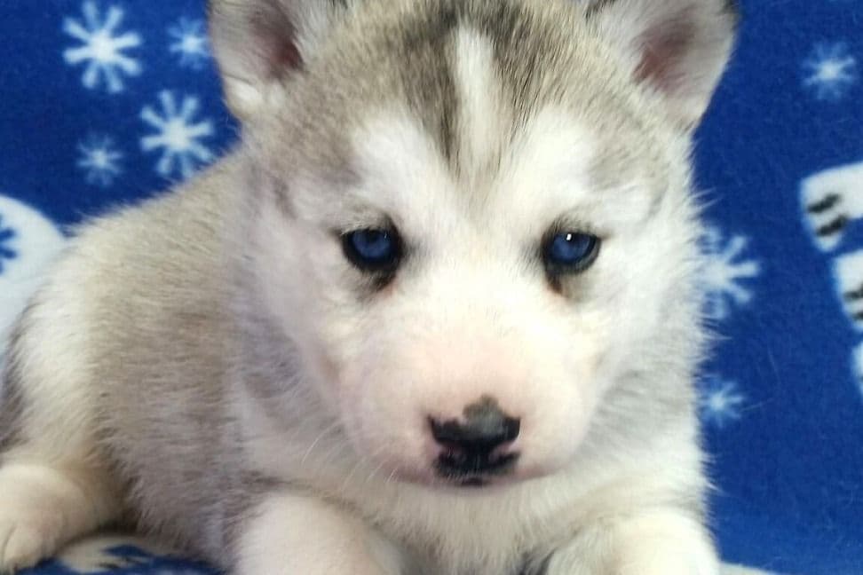 Siberian Husky Puppies breeder image 30