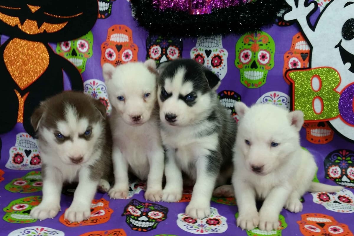 Siberian Husky Puppies breeder image 31