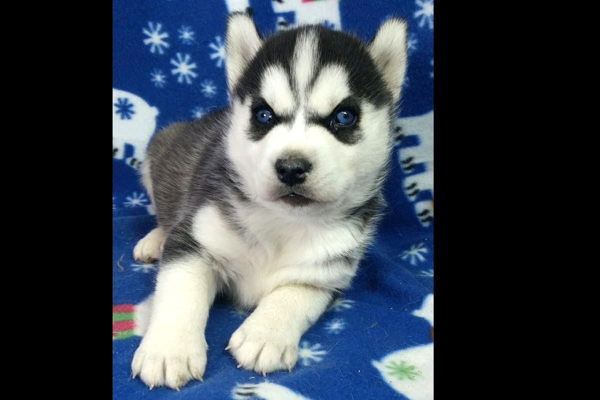 Siberian Husky Puppies breeder image 32