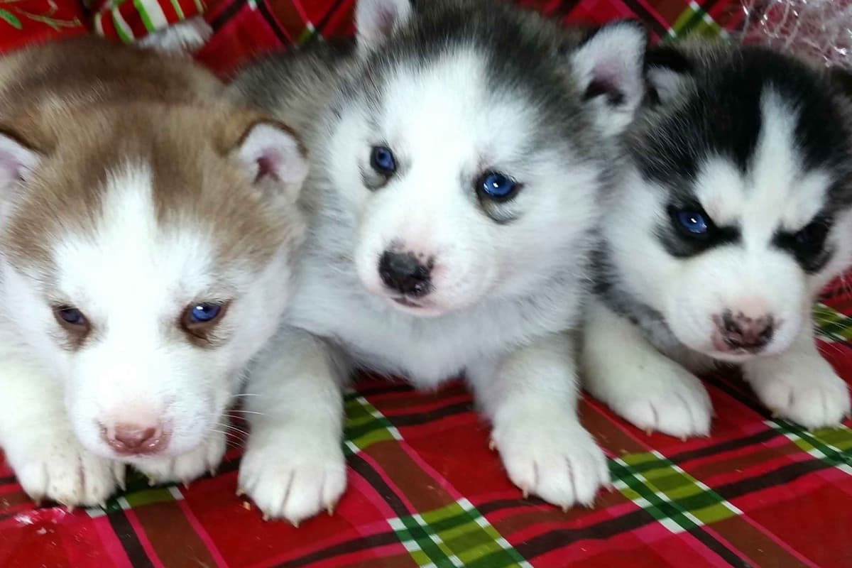 Siberian Husky Puppies breeder image 33