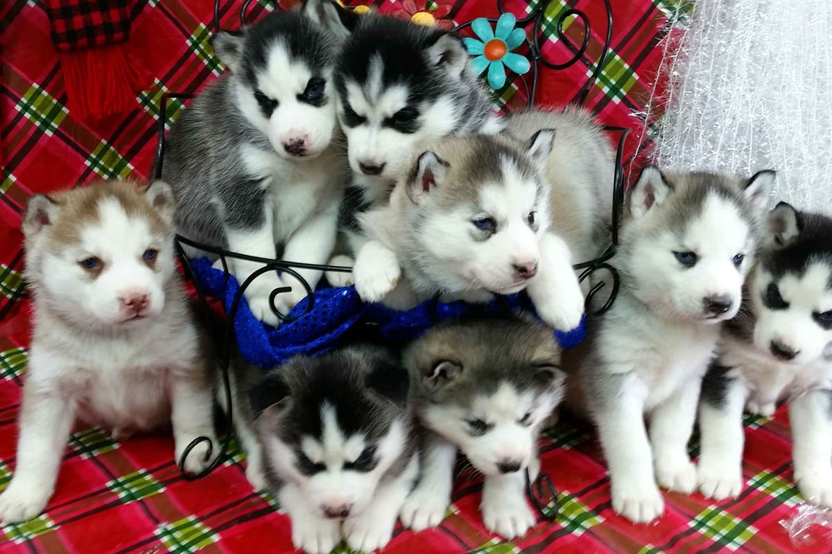Siberian Husky Puppies breeder image 34