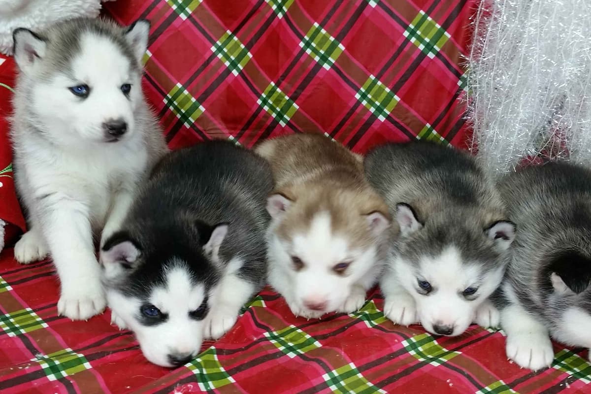 Siberian Husky Puppies breeder image 35