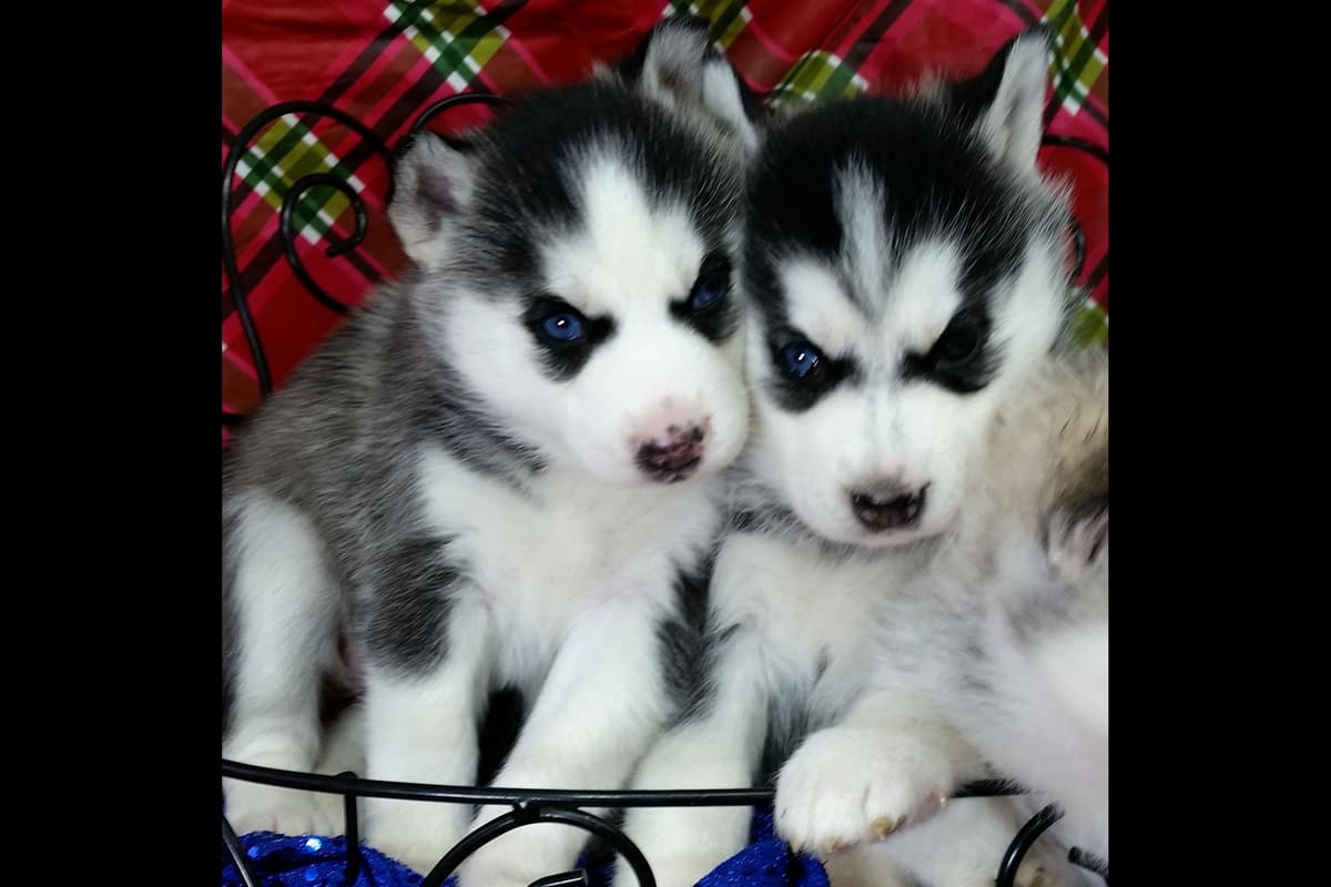 Siberian Husky Puppies breeder image 36