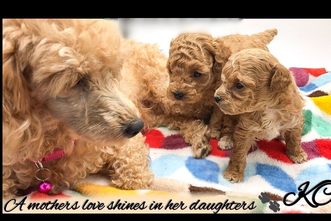 Reserved~white Poodle male ~ genetic tested parents breeder image 2