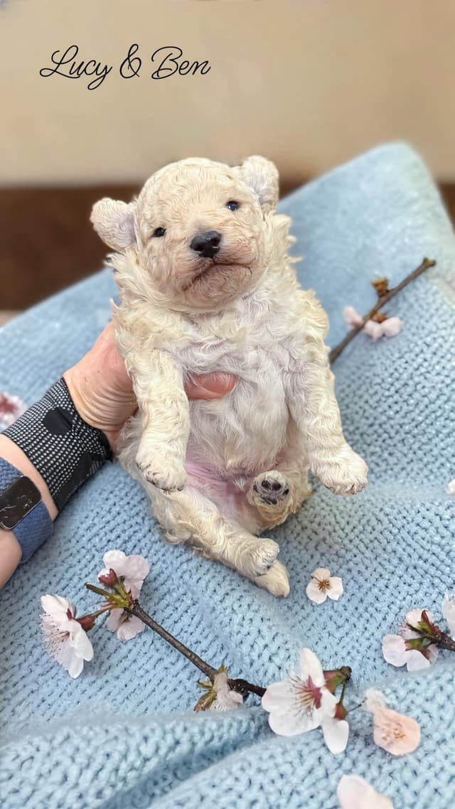 Reserved~white Poodle male ~ genetic tested parents media 5