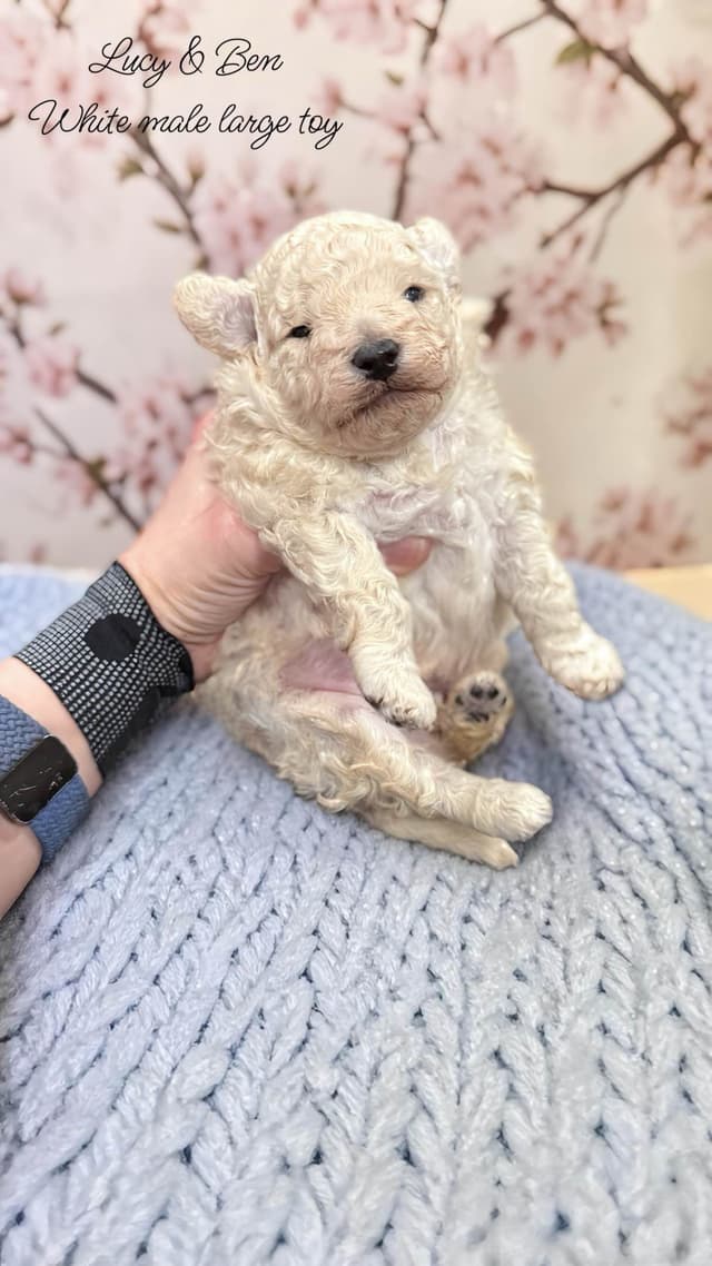 Reserved~white Poodle male ~ genetic tested parents media 2