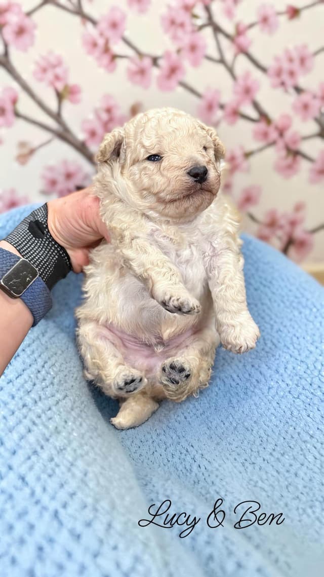 Reserved~white Poodle male ~ genetic tested parents media 3
