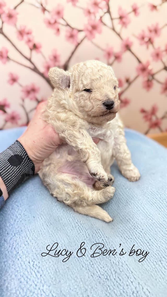 Reserved~white Poodle male ~ genetic tested parents media 4