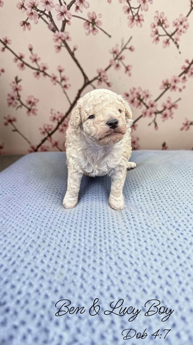 Reserved~white Poodle male ~ genetic tested parents media 6