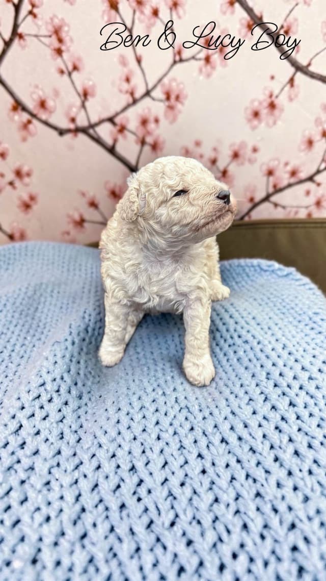 Reserved~white Poodle male ~ genetic tested parents media 7