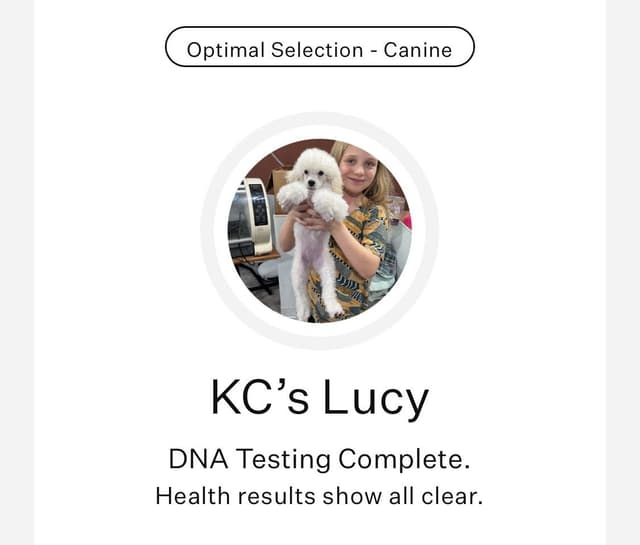 Reserved~white Poodle male ~ genetic tested parents media 8
