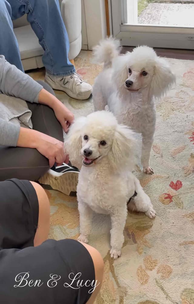 Reserved~white Poodle male ~ genetic tested parents media 10