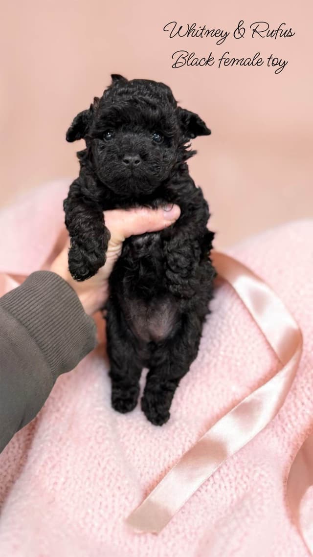 Reserved~See video! Tiny black toy poodle puppies ~ tested parentd media 2