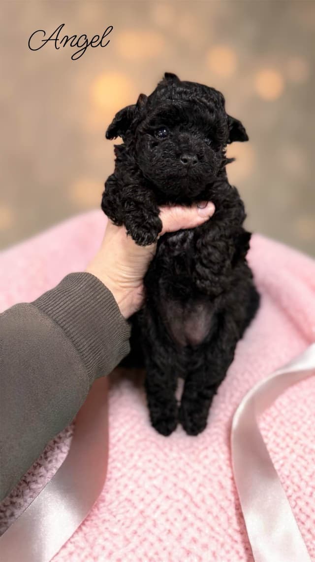 Reserved~See video! Tiny black toy poodle puppies ~ tested parentd media 3