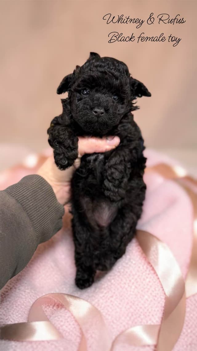 Reserved~See video! Tiny black toy poodle puppies ~ tested parentd media 4