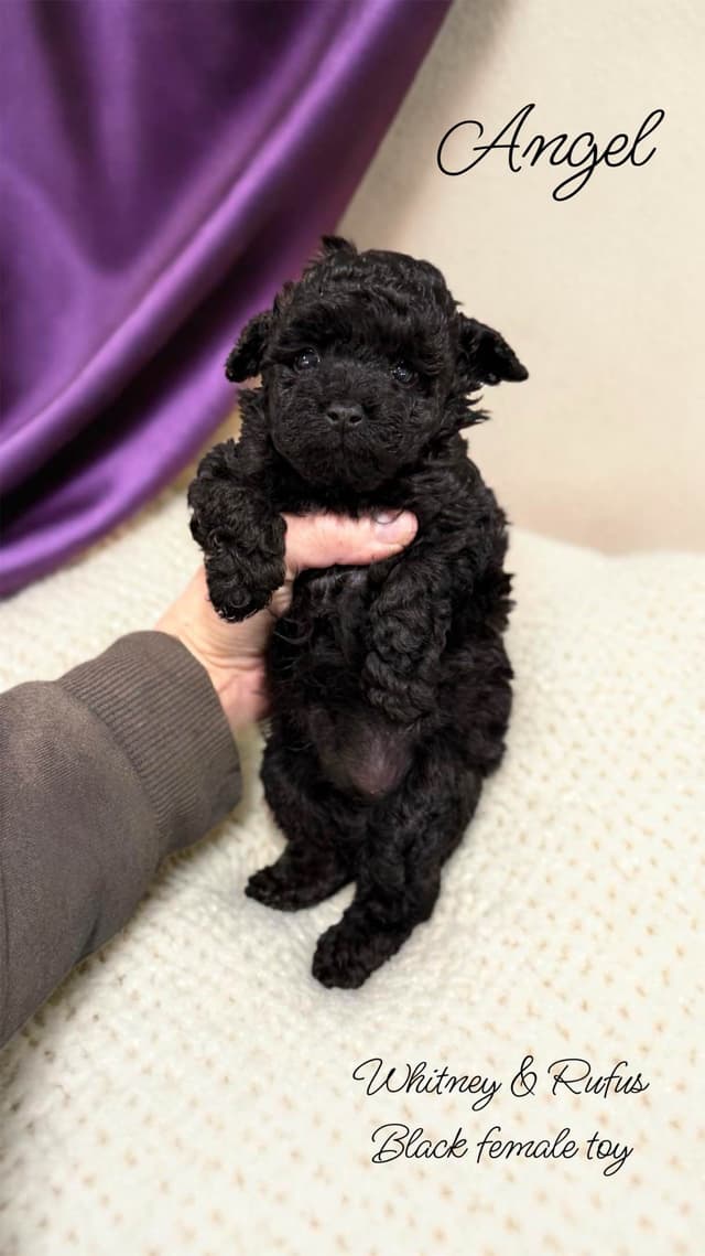 Reserved~See video! Tiny black toy poodle puppies ~ tested parentd media 5