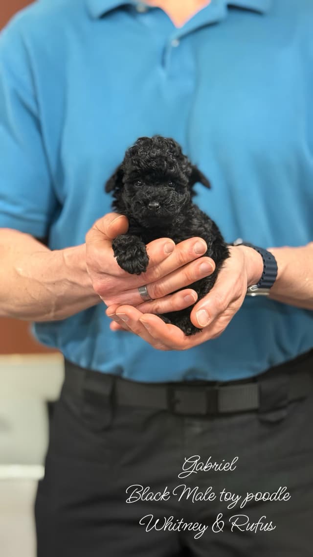 Reserved~See video! Tiny black toy poodle puppies ~ tested parentd media 7