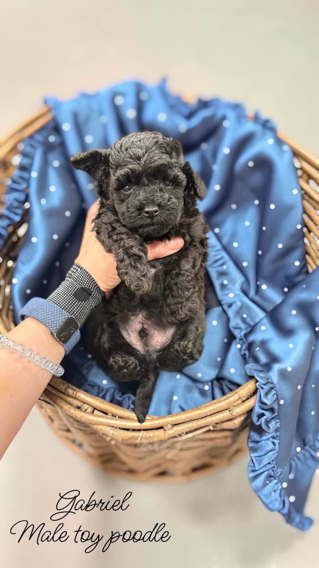 Reserved~See video! Tiny black toy poodle puppies ~ tested parentd media 9
