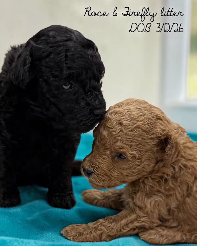 Reserved~See video! Tiny black toy poodle puppies ~ tested parentd media 10