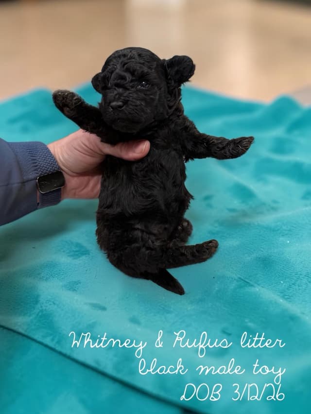 Reserved~See video! Tiny black toy poodle puppies ~ tested parentd media 12