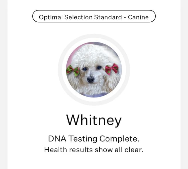 Reserved~See video! Tiny black toy poodle puppies ~ tested parentd media 13