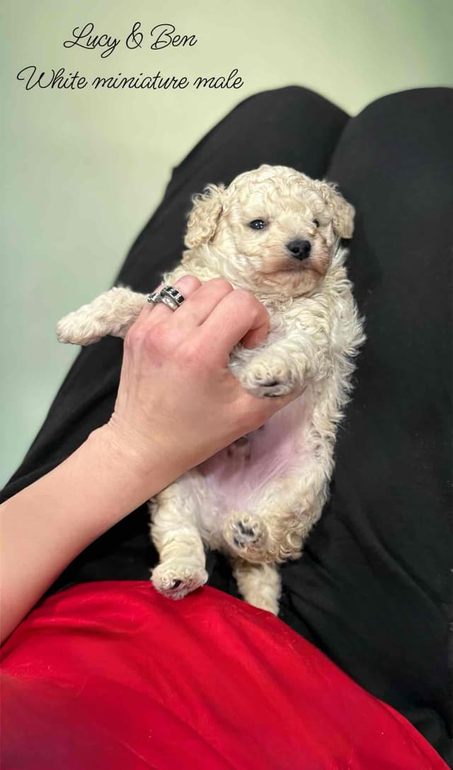 Reserved~white Poodle male ~ genetic tested parents media 11