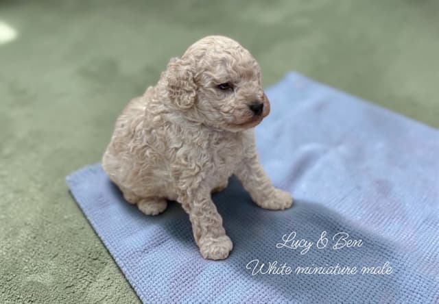 Reserved~white Poodle male ~ genetic tested parents media 12