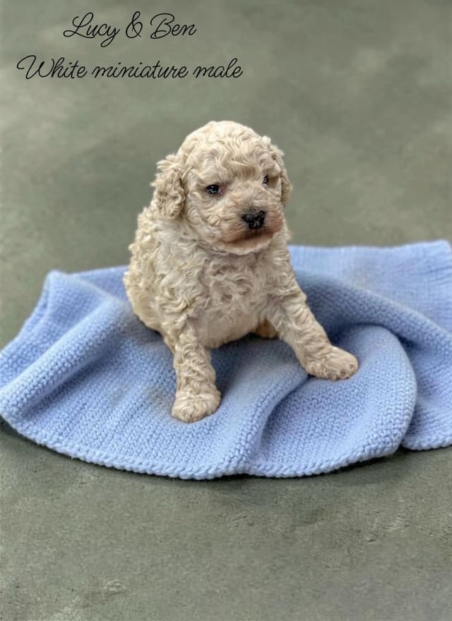 Reserved~white Poodle male ~ genetic tested parents media 13