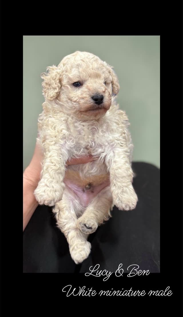 Reserved~white Poodle male ~ genetic tested parents media 14