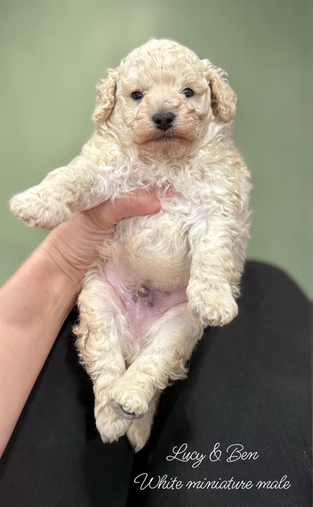 Reserved~white Poodle male ~ genetic tested parents media 15