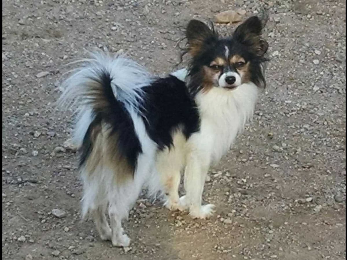 Papillon Puppies breeder image 9