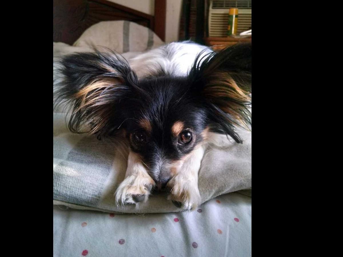 Papillon Puppies breeder image 8