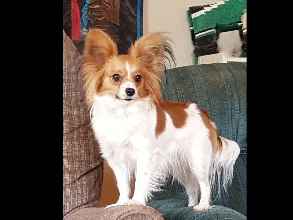 Papillon Puppies breeder image 7