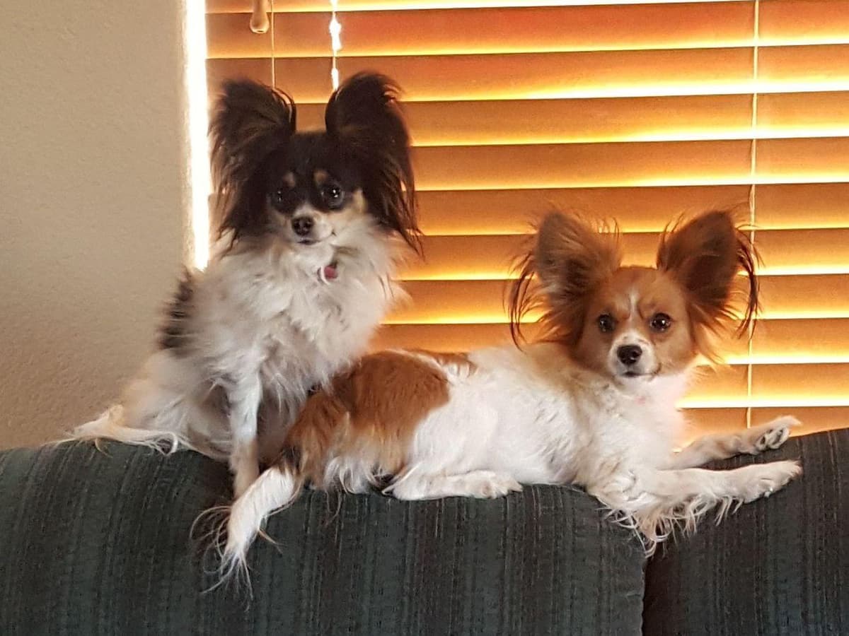 Papillon Puppies breeder image 6