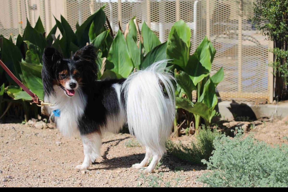 Papillon Puppies breeder image 10