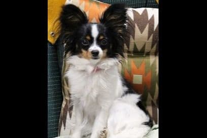 Papillon Puppies breeder image 4