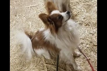 Papillon Puppies breeder image 5