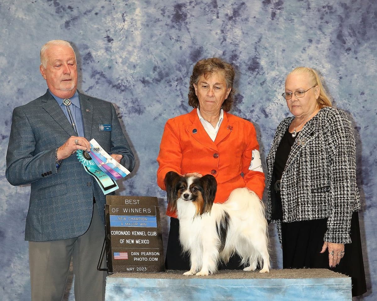 Papillon Puppies breeder image 2
