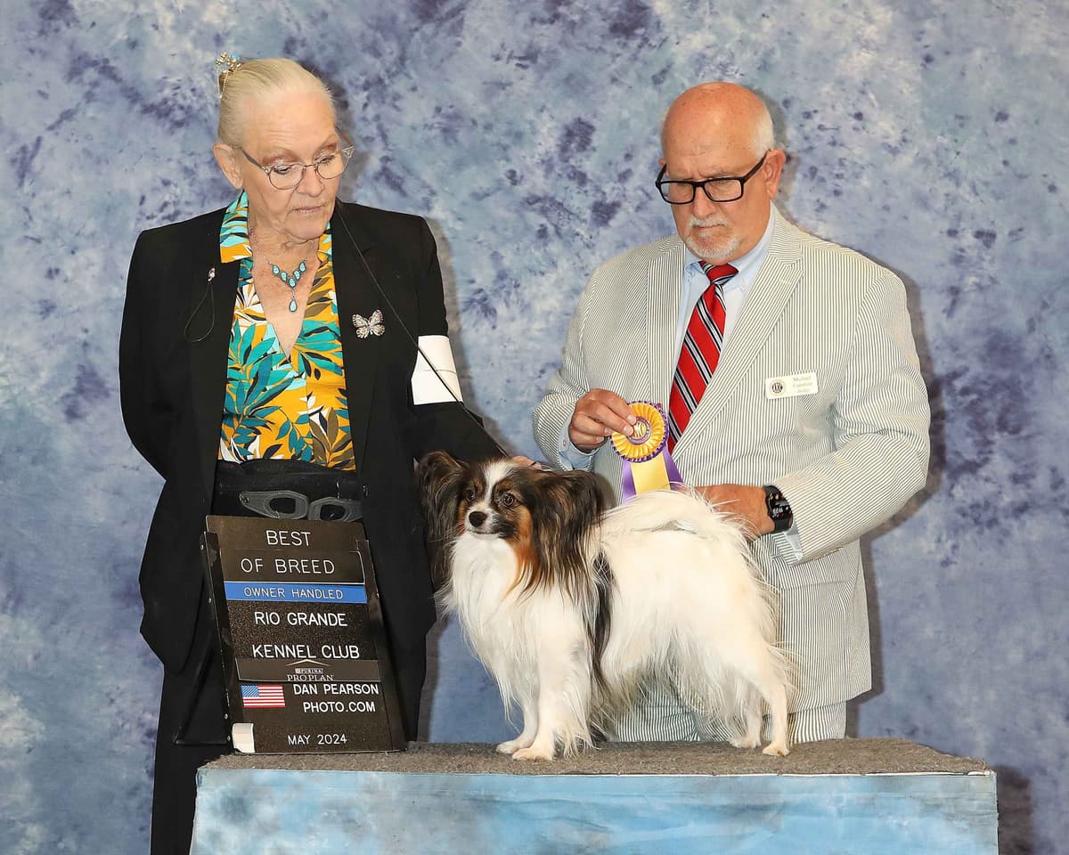 Papillon Puppies breeder image 1