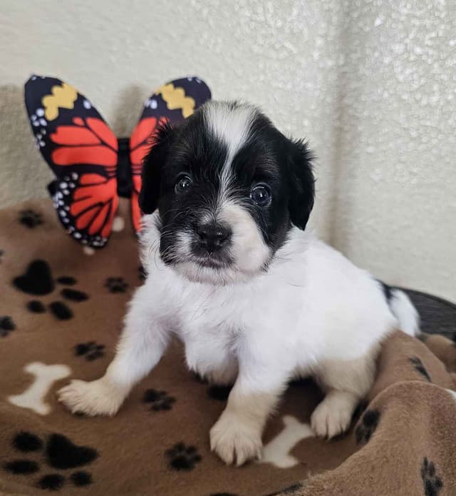 Papillon Puppies media 3