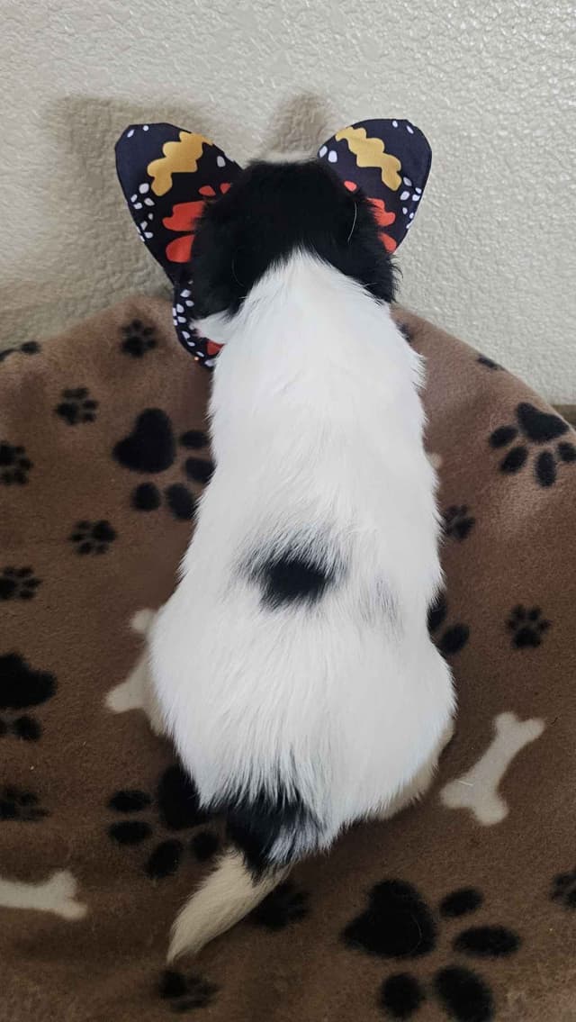 Papillon Puppies media 4