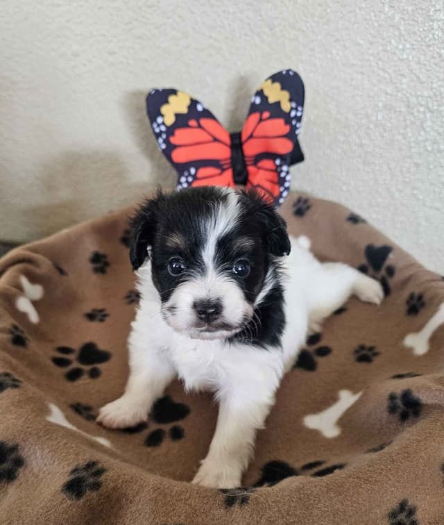 Papillon Puppies media 2