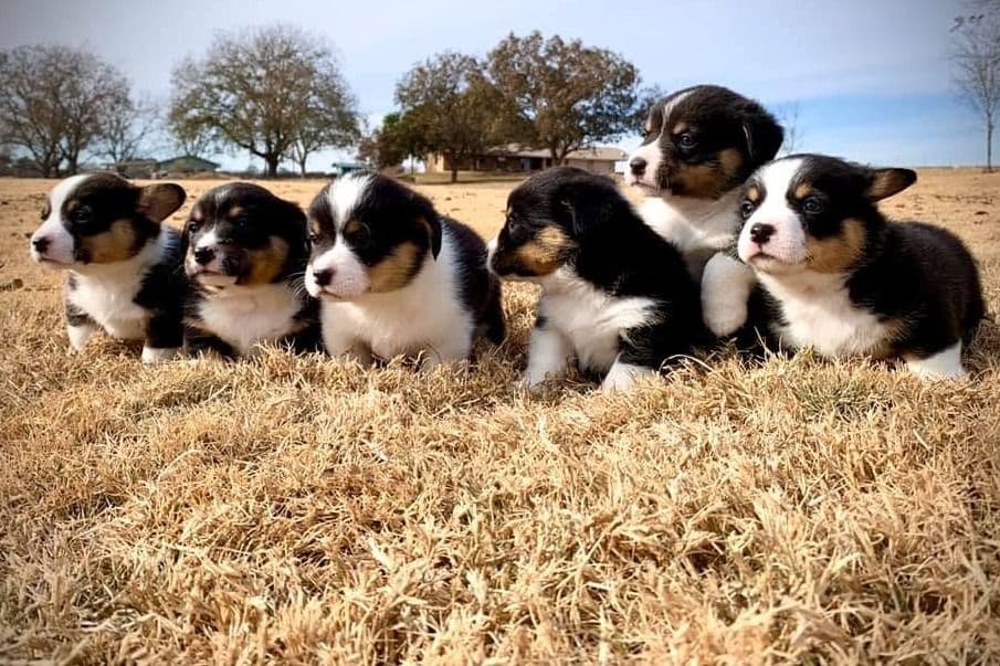 Pembroke Welsh Corgi Puppies breeder image 6