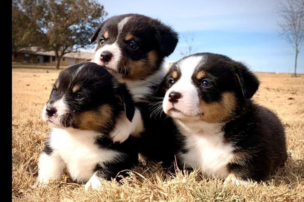 Pembroke Welsh Corgi Puppies breeder image 3