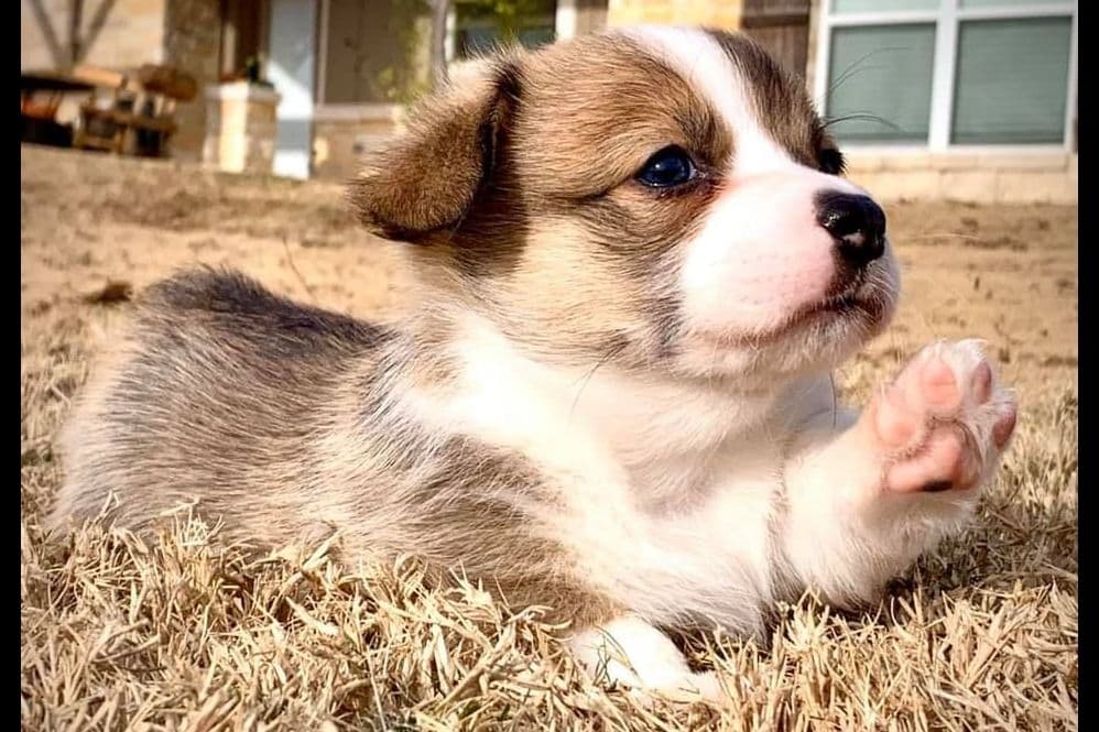 Pembroke Welsh Corgi Puppies breeder image 7