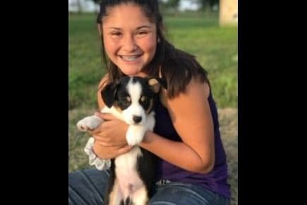 Pembroke Welsh Corgi Puppies breeder image 10